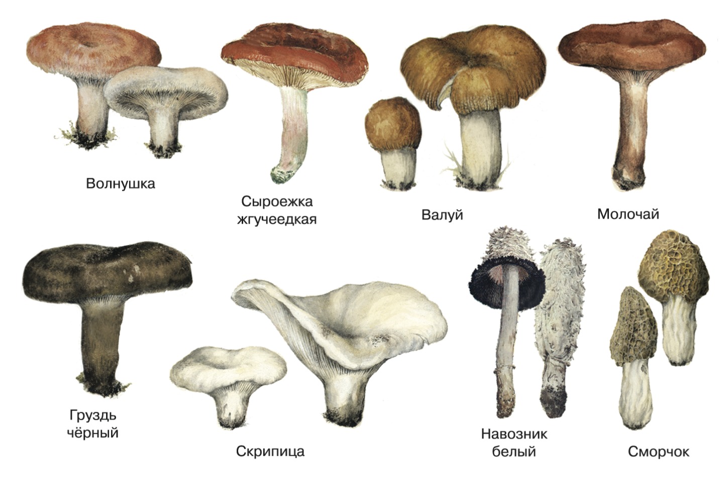 грибы разные фото с названиями