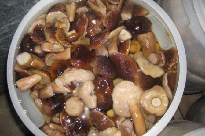 Квашеные грибы на зиму - базовый горячий рецепт » Сусеки