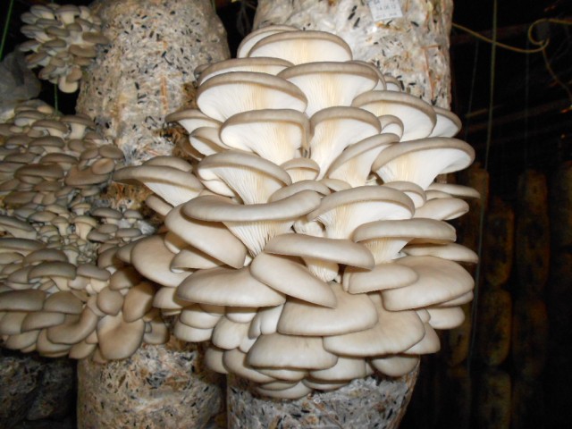 Как солить грибы в домашних условиях: пошаговые рецепты приготовления + фото