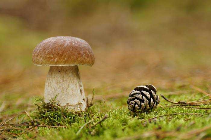 Жаренные белые грибы