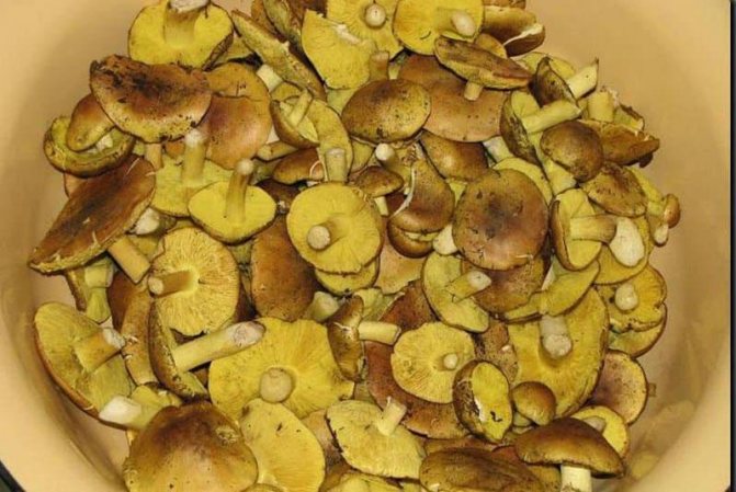 Зеленушка гриб приготовление соление- рецепт пошаговый с фото