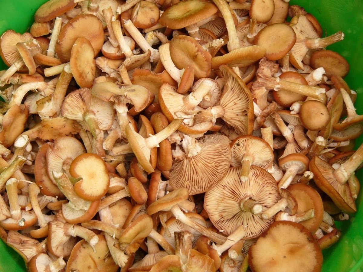 Как солить грибы на зиму в домашних условиях