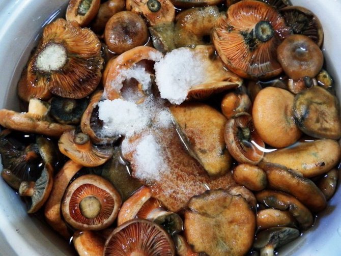 Как солить грибы на зиму — в домашних условиях, в банках, холодный и горячий способ, пошаговые рецепты с фото