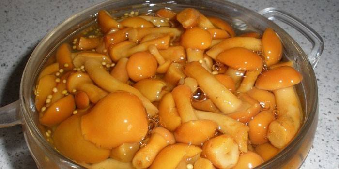 Как солить грибы на зиму — в домашних условиях, в банках, холодный и горячий способ, пошаговые рецепты с фото