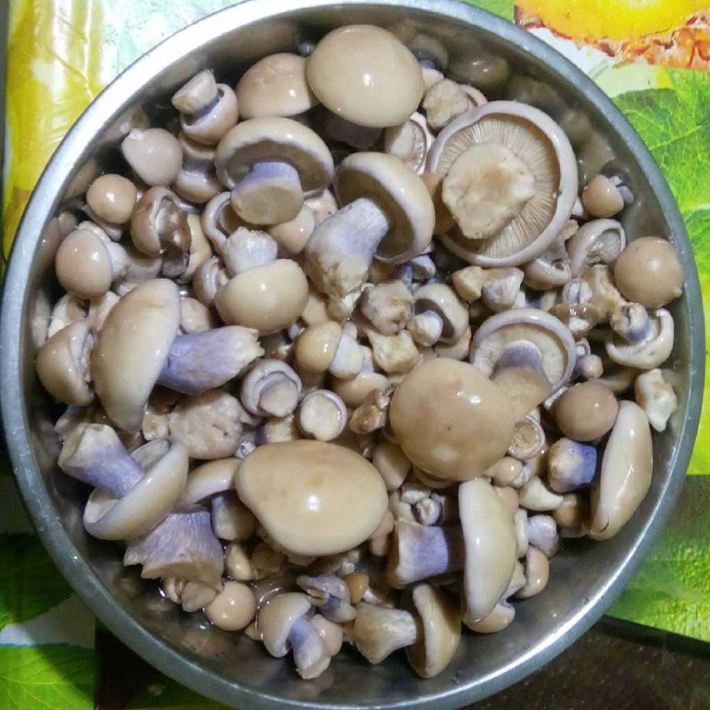 Как мариновать грибы синеножки в домашних условиях: сколько варить, рецепты, замариновать на зиму, как приготовить, видео