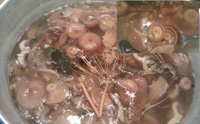 Как солить грибы в домашних условиях: пошаговые рецепты с фото