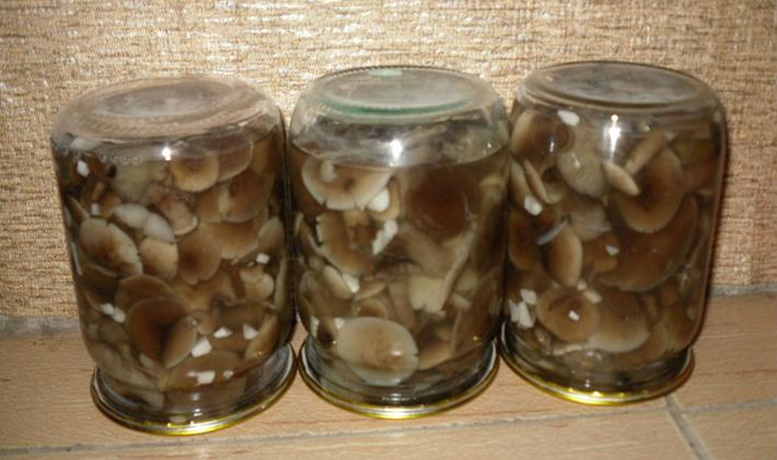 Маринованные белые грибы на зиму – 7 рецептов в банках с пошаговыми фото