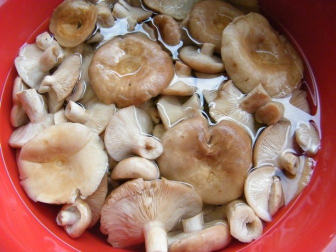 Как солить грибы на зиму в банках: простые рецепты горячим и холодным способом