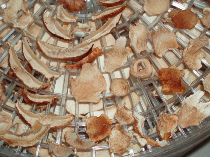 Как сушить грибы в домашних условиях - сроки, условия и способы