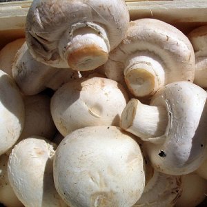 Сколько можно хранить вареные грибы в морозилке — ягоды грибы