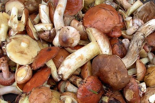 Срок хранения свежих шампиньонов в холодильнике — ягоды грибы