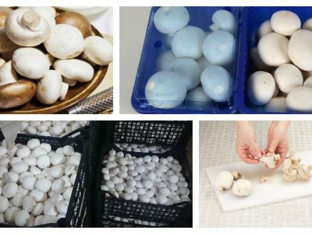 Как хранить СВЕЖИЕ ШАМПИНЬОНЫ: сколько хранятся в холодильнике или морозилке после покупки в домашних условиях и как сохранить грибы, чтобы они не портились