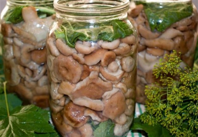 Волнушки горячим способом – 5 рецептов, как засолить волнушки на зиму с пошаговым фото