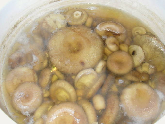 Волнушки горячим способом – 5 рецептов, как засолить волнушки на зиму с пошаговым фото