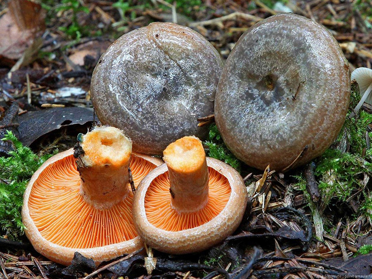 Полезная закуска для любого стола – грибы рыжики: описание, виды и фото