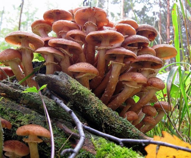 Ядовитые грибы (40 фото): виды, как определить приварке, отличить от съедобных, почему нельзя уничтожать