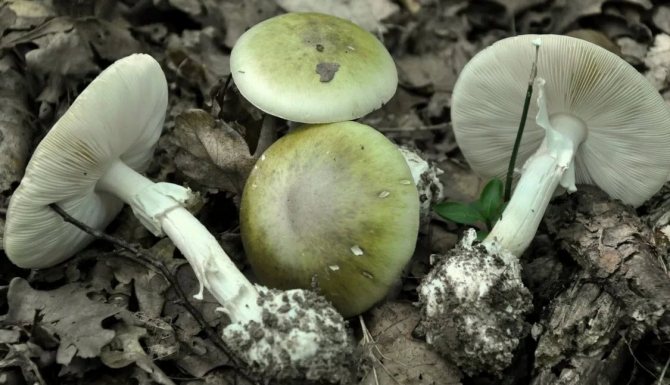 Бледная поганка, как выглядит ядовитый гриб, фото и описание, Полезные свойства, применение и противопоказания