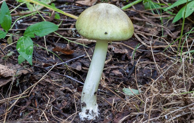 Бледная поганка, как выглядит ядовитый гриб, фото и описание, Полезные свойства, применение и противопоказания