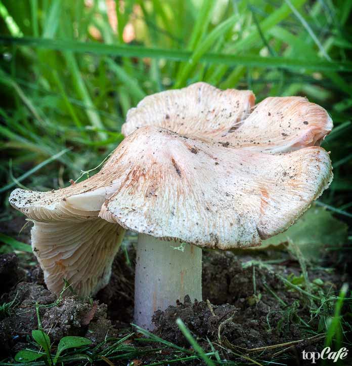 Самые ядовитые грибы в мире: Inocybe erubescens