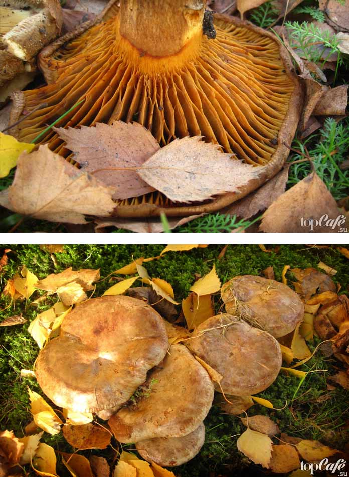 Ядовитые грибы (40 фото): виды, как определить приварке, отличить от съедобных, почему нельзя уничтожать