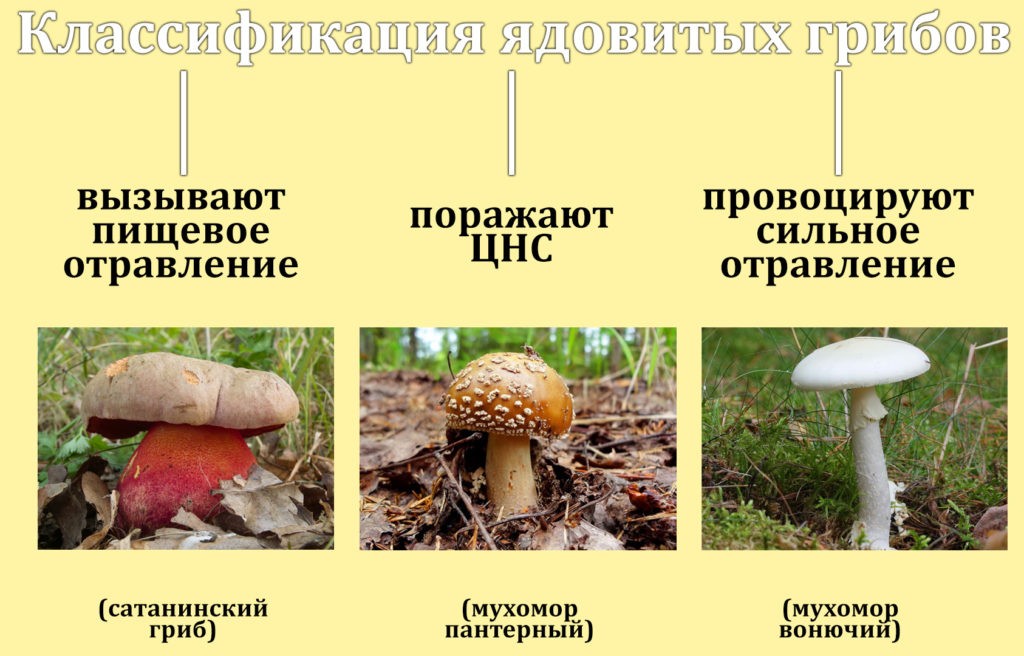 Классификация ядовитых грибов