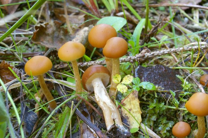 Ядовитые грибы: фото, названия и их описание