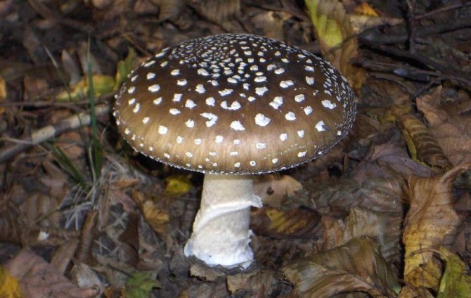 Ядовитые грибы: фото, названия и их описание