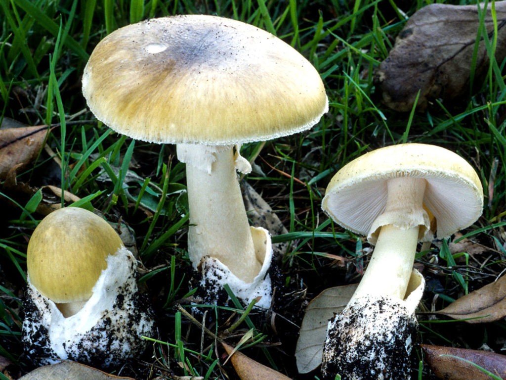 У многих ядовитых грибов есть кольцо на ножке и 