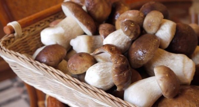 Сколько хранить замороженные грибы в морозилке