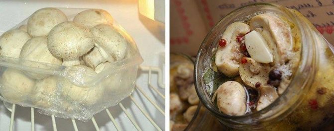 Сколько хранить замороженные грибы в морозилке