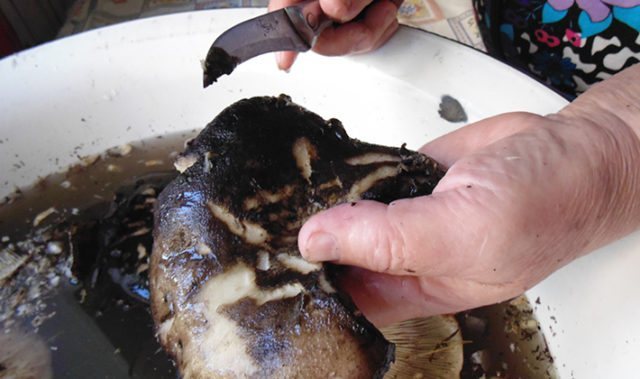 Замороженные грибы: срок хранения, как долго хранить их в морозильной камере