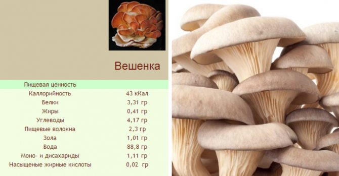 Состав грибов