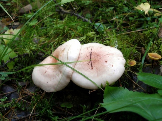 Как готовить грибы белянки, описание, как варить на зиму, рецепты
