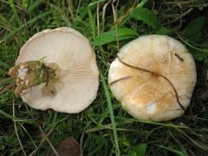 Как готовить грибы белянки