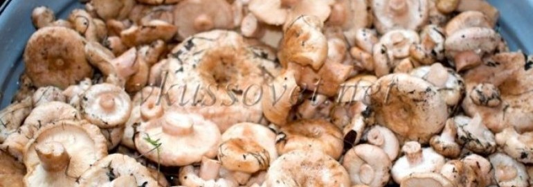 Как готовить грибы белянки, описание, как варить на зиму, рецепты