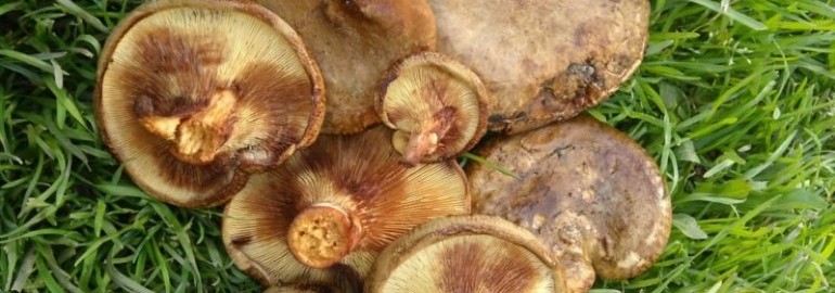 Коровник гриб: фото, описание и как его готовить