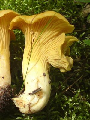 Грибы лисички: фото, описание и применение лисичек, как отличить ложные грибы от обыкновенных
