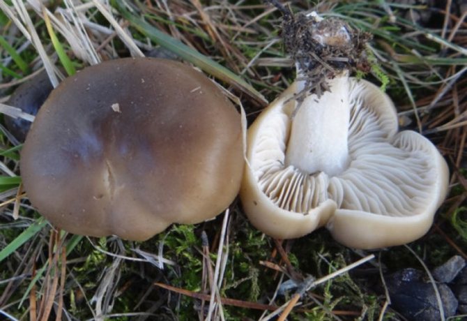 Как определить ложные маслята, съедобные и не съедобные виды грибов
