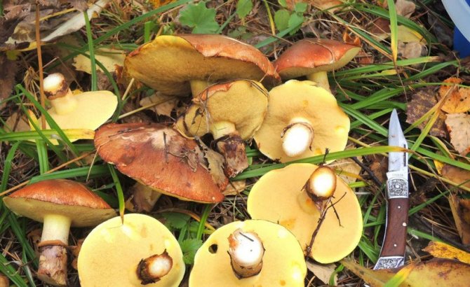 Собранные грибы маслята
