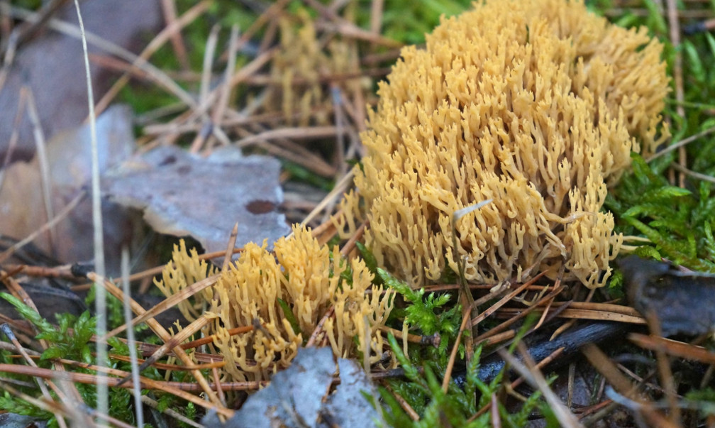 Съедобные грибы оленьи рожки, напоминающие рога оленя; рецепты блюд с этими грибами