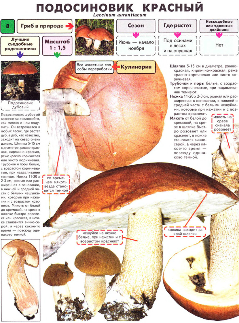 Ложный подосиновик: описание гриба, ядовитый или нет, где растет?