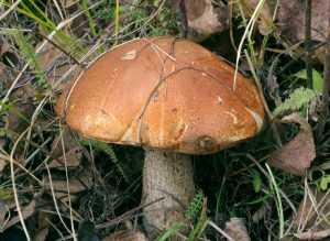Ложный подосиновик: описание гриба, ядовитый или нет, где растет?