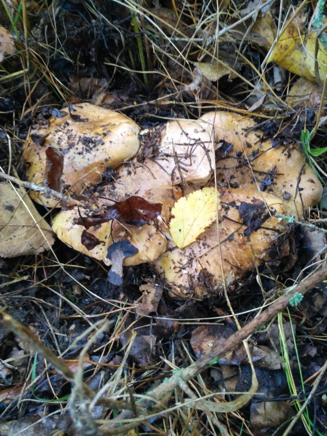 16 древесных грибов, растущих на деревьях, 33 фото с описаниями