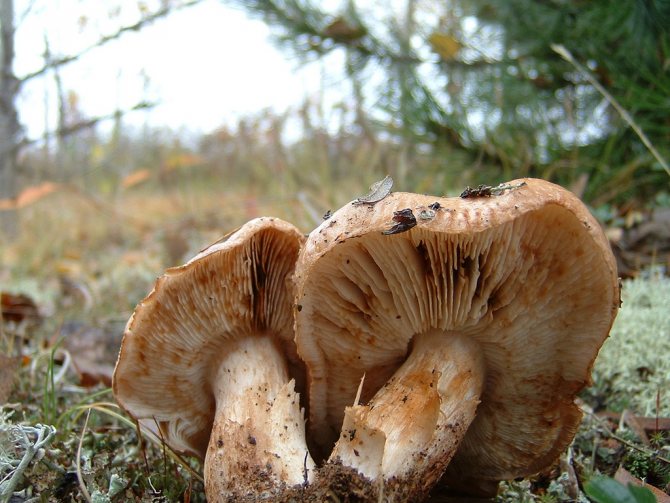 16 древесных грибов, растущих на деревьях, 33 фото с описаниями