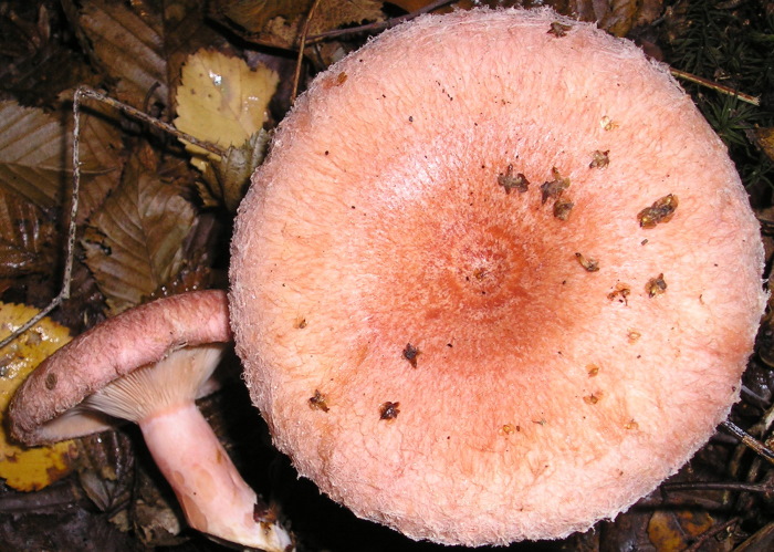 Рыжик гриб. Фото и описание, рецепты, как готовить