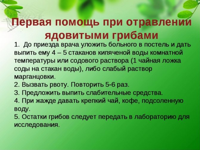 Грибы свинушки: фото, видео и описание, съедобны или нет свинушки тонкие и толстые