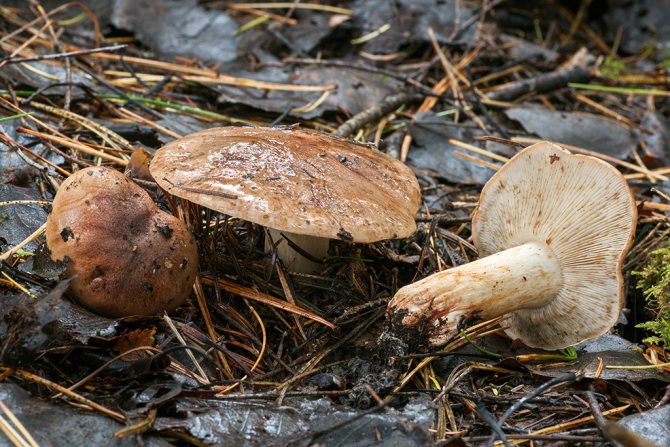 Вариации маринадов для подтопольников: как солить и мариновать грибы: 10 популярных рецептов