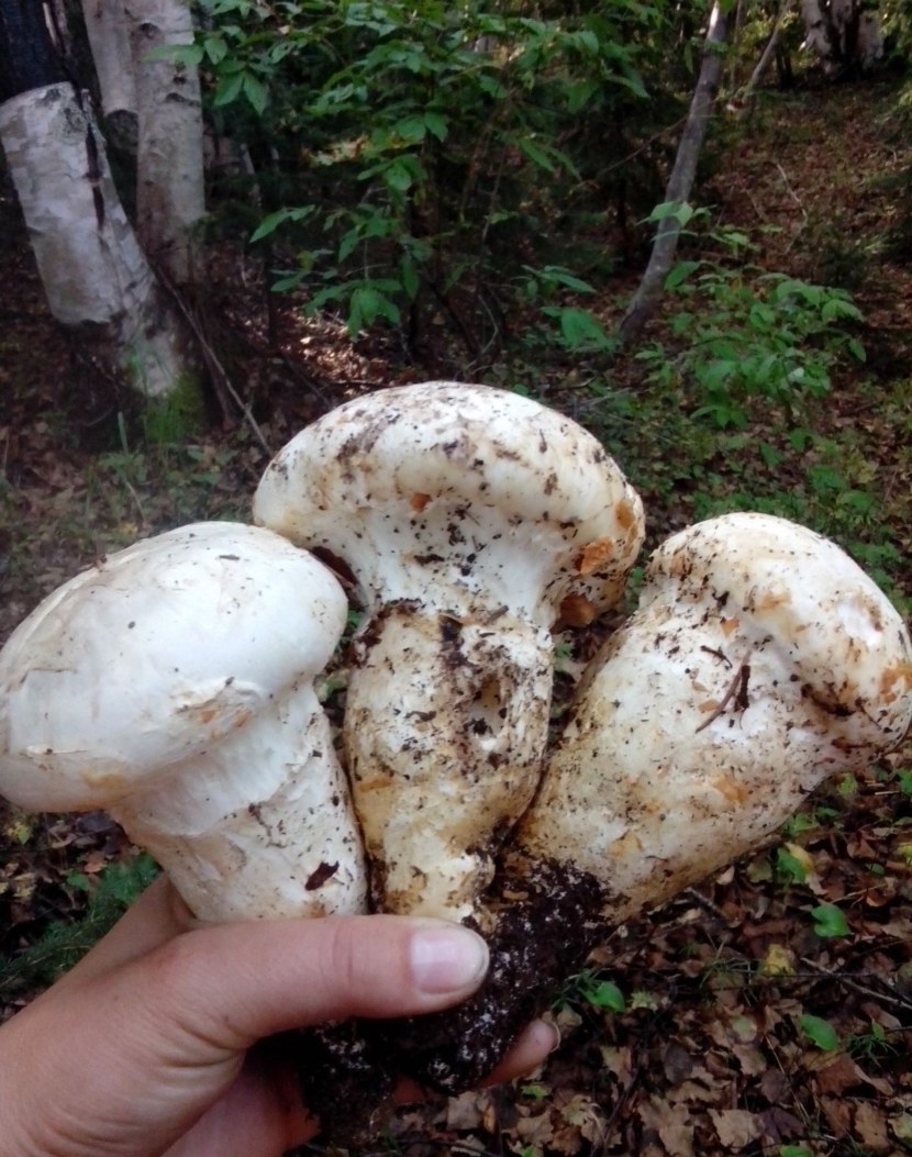 разновидность грибов шампиньонов съедобных фото