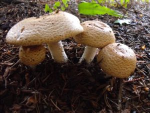 Описание видов грибов шампиньонов, фото полевых, обыкновенных, двукольцевых и других видов шампиньонов