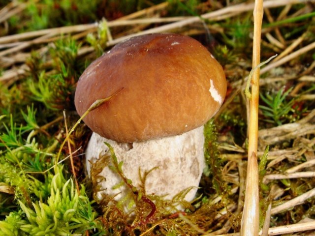 Белый гриб: фото в разрезе и описание, похожие грибы, съедобный или нет, сколько стоят свежие боровики